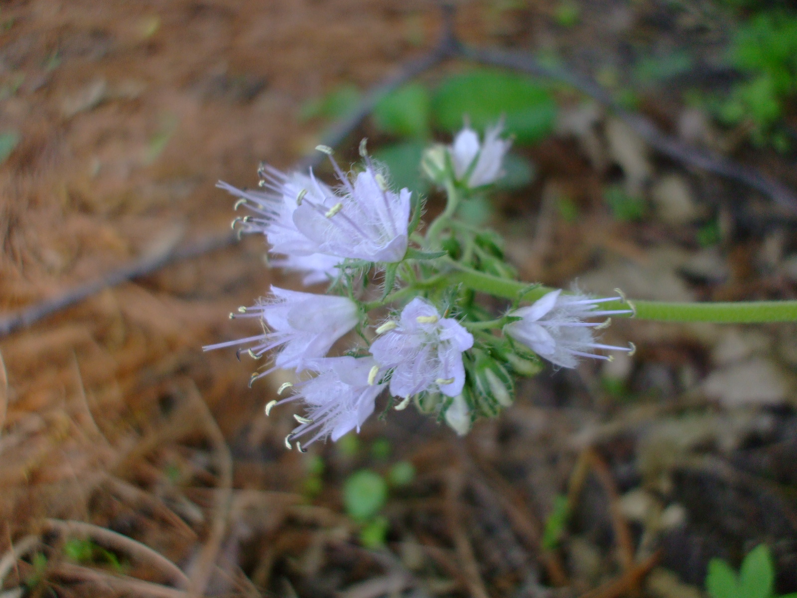 Hydrophyllum virginianum